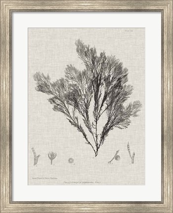 Framed Charcoal &amp; Linen Seaweed V Print