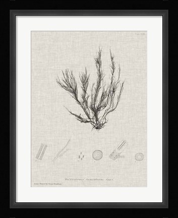 Framed Charcoal &amp; Linen Seaweed VI Print