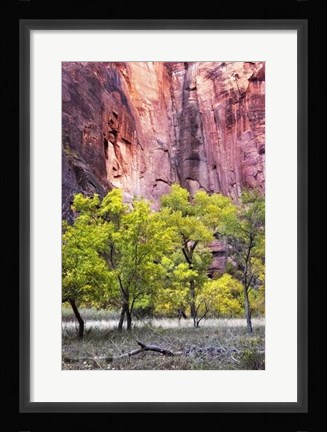 Framed Canyon Cottonwoods Print
