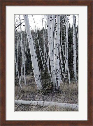 Framed Pale Bark II Print
