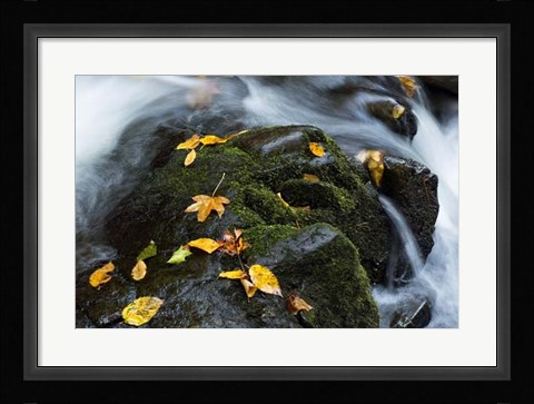 Framed Wet Leaves Print