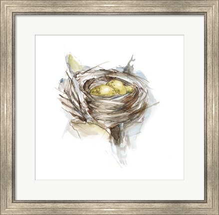 Framed Bird Nest Study III Print