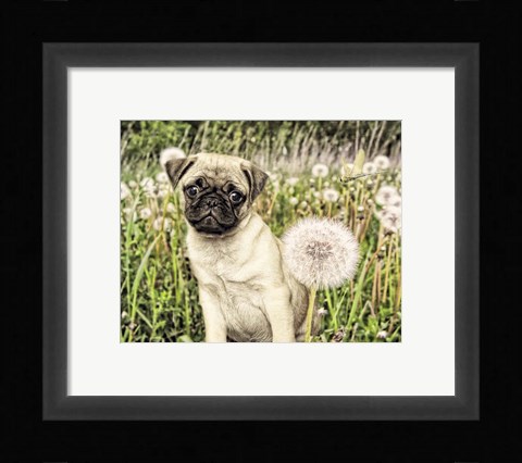 Framed Pug with Dandelion Print