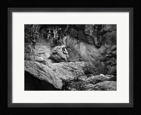 Framed Lion I Print
