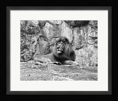Framed Lion II Print