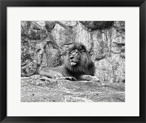 Framed Lion II Print