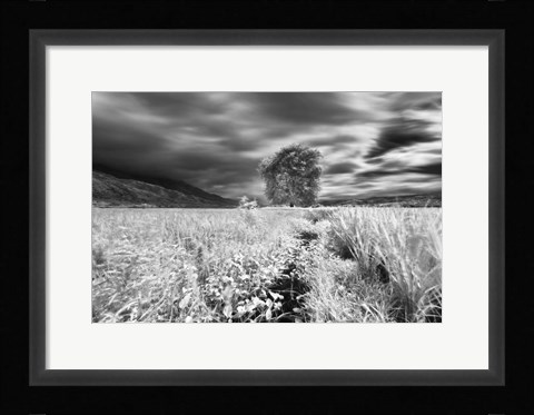 Framed Lone Tree, Dingalan Print