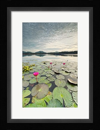 Framed Morning Lilies Print