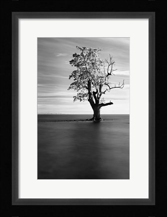 Framed Solitude Print