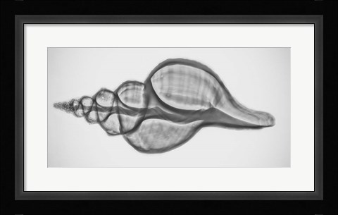 Framed Caracol Xray 1 Print