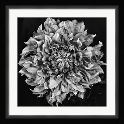 Framed Dalia 2 Phaseone Stack Bw Print