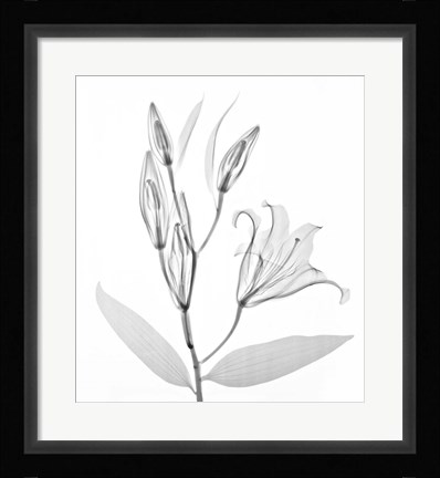 Framed Flower Xray Study 1 White Print