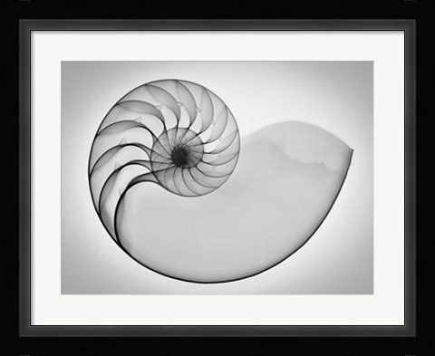 Framed Nautilus Xray I Print