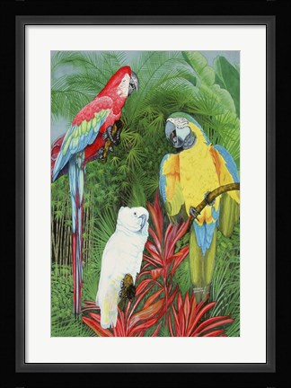 Framed 3 Parrots Print
