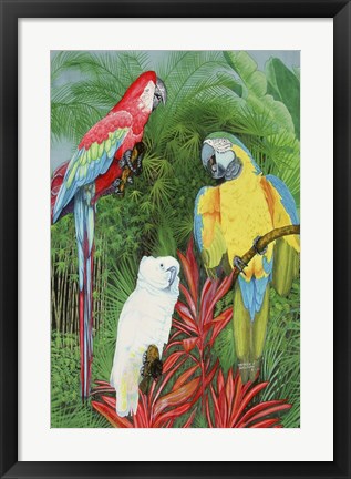 Framed 3 Parrots Print