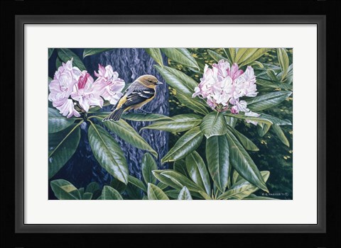 Framed Scarlet Tanager In The Rhodos Print