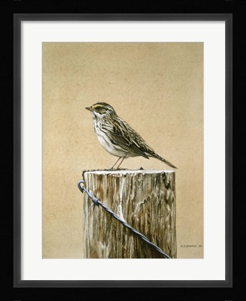 Framed Savannah Sparrow Print
