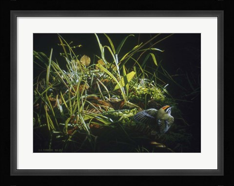 Framed Golden Crowned Kinglet Print