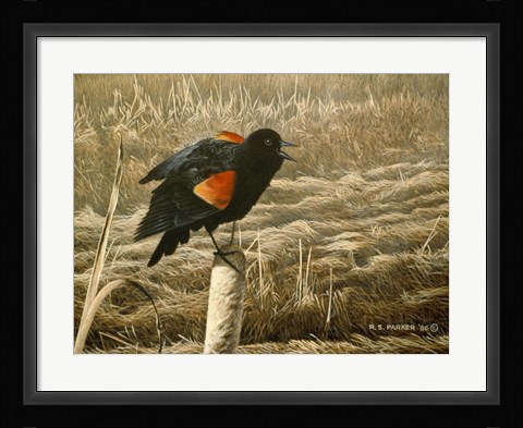 Framed Red Winged Blackbird Print