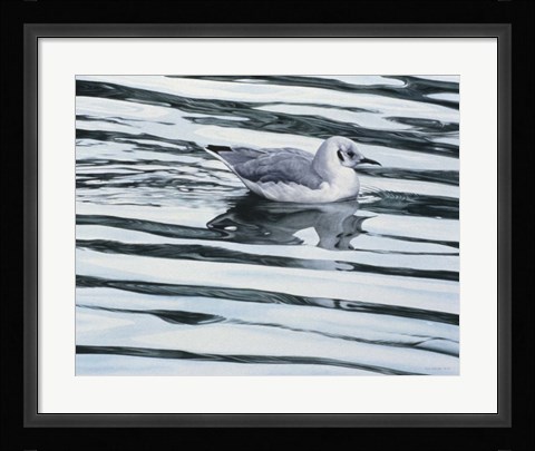 Framed Bonaparteis Gull Print