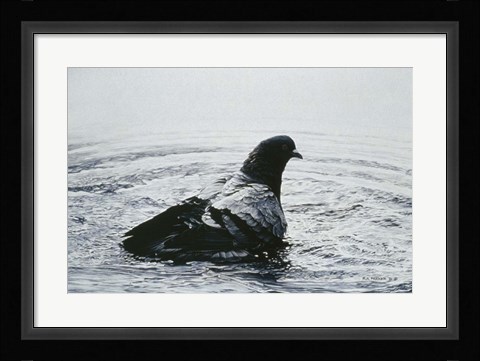Framed Rock Dove Bathing Print