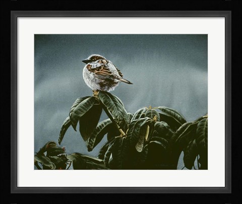 Framed Sparrow On Rhododendron Print