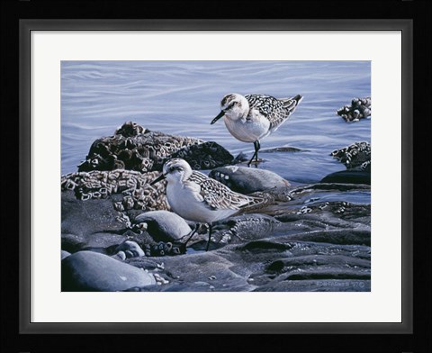 Framed Sanderlings Print