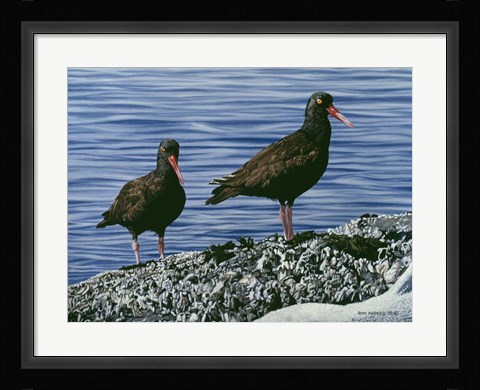 Framed Oyster Catchers Print