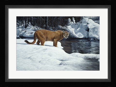 Framed Waters Edge - Cougar Print