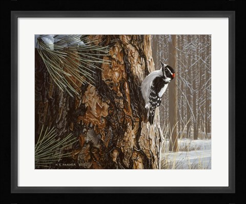 Framed Winter Pine- Downy Woodpecker Print