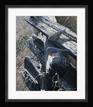 Framed Bluebirds On Rail Fence Print