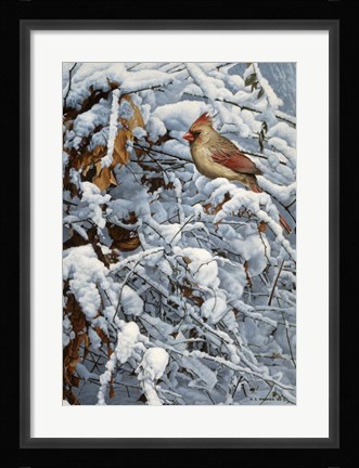 Framed Cardinal In Brambles Print