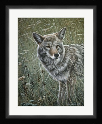 Framed Coyote In The Grass Print