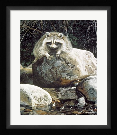 Framed Low Water - Raccoon Print