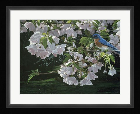 Framed Cherry Blossoms Print