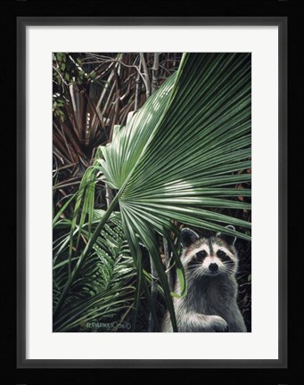 Framed Everglades Raccoon Print