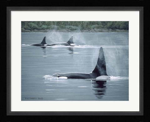 Framed Orcas Print