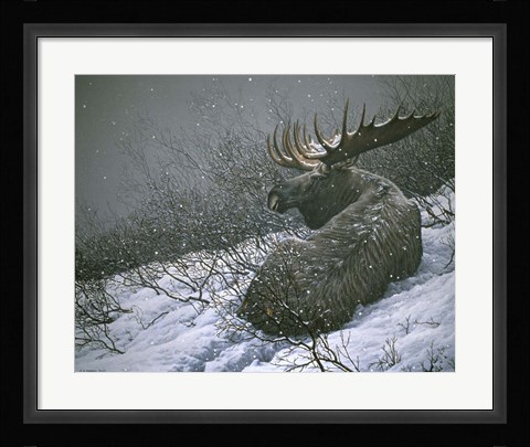 Framed Moose In The  Brush Print