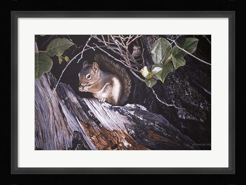 Framed Red Squirrel In Salac Print