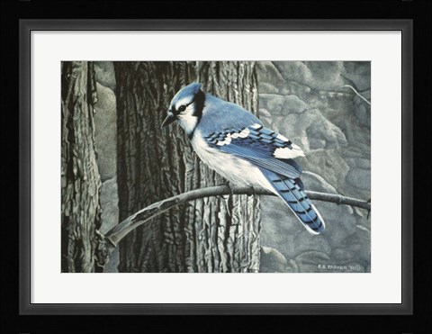Framed Backyard Jay Print