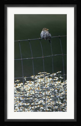 Framed House Sparrow &amp; Daises Print
