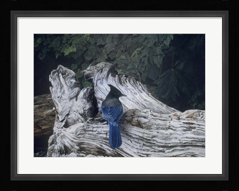 Framed Driftwood 2 Print