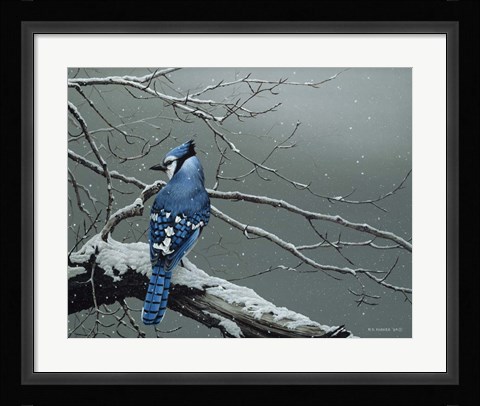 Framed Winter Jay Print
