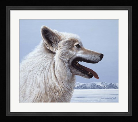Framed Arctic Wolf Portrait Print