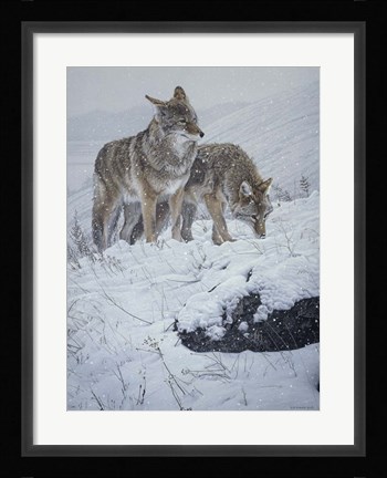 Framed Winter Storm- Coyotes Print