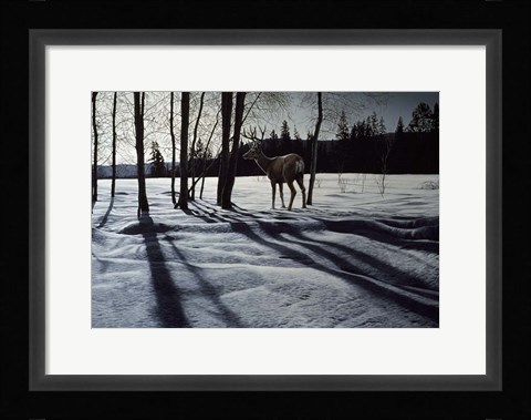 Framed Afternoon Shadows- Mule Deer Print