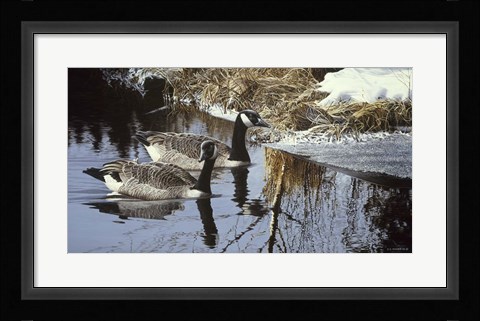 Framed Spring Arrivals- Canada Geese Print