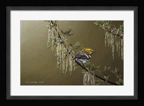 Framed Black Throated Green Warbler Print