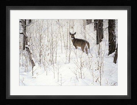 Framed Deep Snow- Whitetail Print