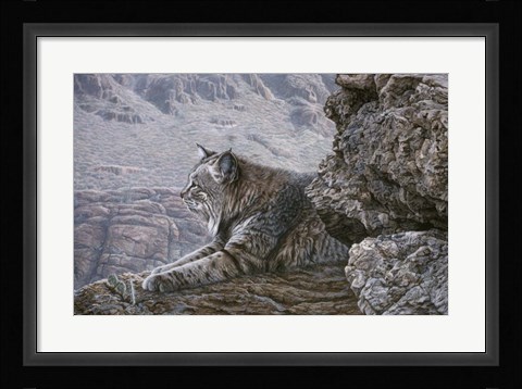 Framed Resting Bobcat Print